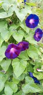 Ipomoea purpurea zaden, Ophalen of Verzenden, Voorjaar, Volle zon, Zaad