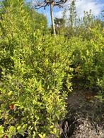Ilex Crenata, Tuin en Terras, Planten | Struiken en Hagen, Ophalen, Hulst, Minder dan 100 cm