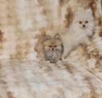 Raszuiver pomeriaan pupjes, Dieren en Toebehoren, Parvo, 8 tot 15 weken, Poolhond, Meerdere