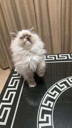 Britse langhaar kitten, Dieren en Toebehoren, Katten en Kittens | Raskatten | Langhaar, Kater, Ontwormd, 0 tot 2 jaar