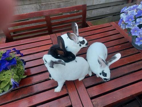Jonge rex konijnen zeer mooi, lief en gezond! Nog 4 rammetje, Dieren en Toebehoren, Konijnen, Middelgroot, Mannelijk, 0 tot 2 jaar
