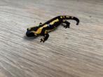Vuur Salamander / Salamandra Terrestris 2023, Amfibie, 0 tot 2 jaar