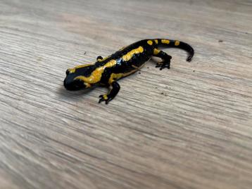 Vuur Salamander / Salamandra Terrestris 2023 beschikbaar voor biedingen
