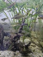 Mooie Endler guppen Endler Guppy te koop, Vis