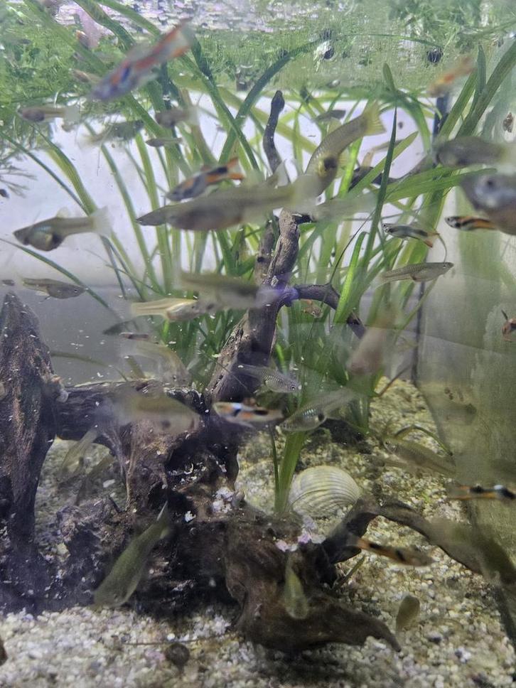 Mooie Endler guppen Endler Guppy te koop, Dieren en Toebehoren, Vissen | Aquariumvissen, Vis