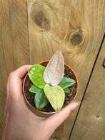 Anthurium hookerii purple pink mint albo variegata plant, Huis en Inrichting, Kamerplanten, Ophalen of Verzenden, Halfschaduw