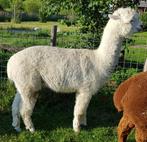 Alpaca, sneeuwwitte wol, blauwe ogen., Juli, Mannelijk