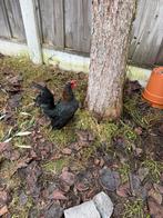 Te koop jonge (klein)Serama Haantje, Dieren en Toebehoren, Pluimvee, Mannelijk, Kip