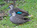 Te koop siereenden / eenden / watervogels, Meerdere dieren, Eend