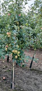 Halfstam fruitbomen, appel, peer, kers, pruim. Stevige maten, Tuin en Terras, Planten | Bomen, Ophalen of Verzenden, Lente, Volle zon