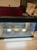 Aquarium, Ophalen of Verzenden, Zo goed als nieuw, Leeg aquarium