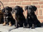 Prachtige GOLDEN RETRIEVER x FRIESE STABIJ pups, Dieren en Toebehoren, Honden | Niet-rashonden, Nederland, CDV (hondenziekte)