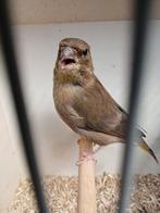 Mooie schotse groenling pop, Dieren en Toebehoren, Vogels | Overige Vogels, Vrouwelijk, Tropenvogel, Geringd