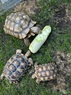 Een goed huis voor landschildpadden. ( opvang), Dieren en Toebehoren, Schildpad