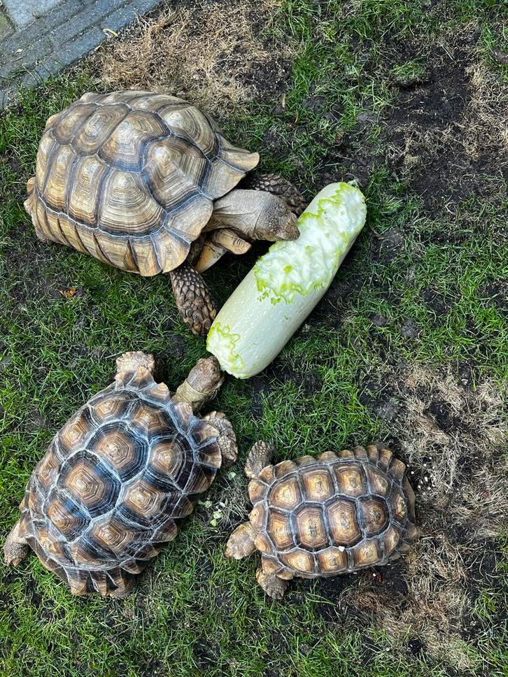 Een goed huis voor landschildpadden. ( opvang)