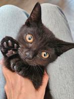 Prachtig chocolade bruin Britse korthaar mix dametje., Dieren en Toebehoren, Katten en Kittens | Raskatten | Korthaar, Meerdere dieren
