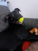 rottweiler/dobberman kruising teefje, 1 tot 2 jaar, Teef, Eén hond, Nederland