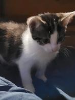 Lieve kittens, Meerdere dieren, Kortharig, 0 tot 2 jaar