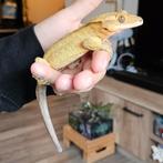 Te koop wimpergecko vrouw, Dieren en Toebehoren, Overige soorten, Tam, 3 tot 6 jaar