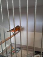 Bastaarden putter x kanarie Kapoetsijsxkanarie, Mannelijk, Wildzangvogel