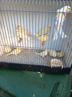 Geel mozaïek kanarie, Meerdere dieren, Kleurkanarie