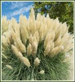 Aanbieding 10 pampasgras roze of witte pluimen