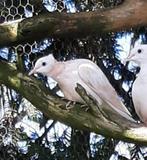 Makke jonge 2 kleur duif, Dieren en Toebehoren, Vogels | Duiven, Geslacht onbekend, Overige soorten