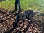 Nubische bok dekbok geit, Dieren en Toebehoren, Mannelijk, Geit