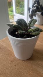 Kaaps Viooltje, Huis en Inrichting, Kamerplanten, Ophalen, Overige soorten, Halfschaduw, Minder dan 100 cm