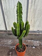 Euphorbia ... Erytrea p24 (1), Ophalen of Verzenden, Halfschaduw, Minder dan 100 cm
