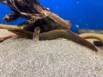 Mastacembelus erythrotaenia - vuuraal, Vis, Zoetwatervis