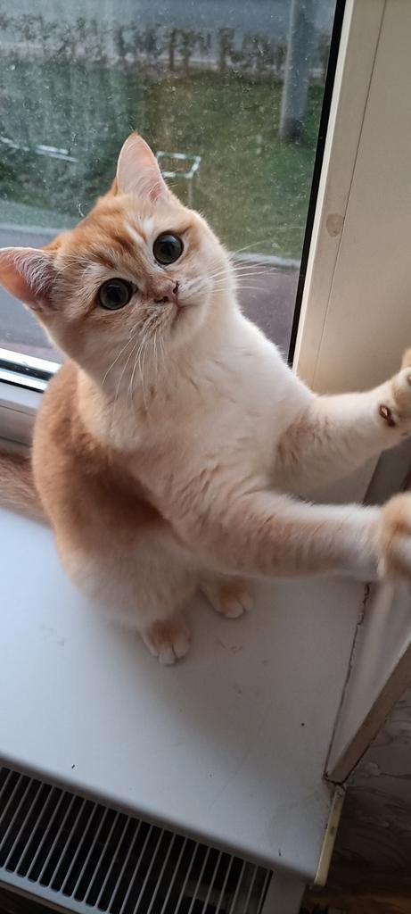 British shorthair kitten with pedigree, Dieren en Toebehoren, Katten en Kittens | Raskatten | Korthaar, Kater, 0 tot 2 jaar, Met stamboom
