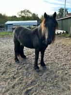 fell pony te koop paard, Dieren en Toebehoren, Ruin, D pony (1.37m tot 1.48m), Gechipt, 3 tot 6 jaar