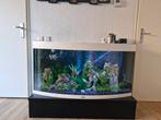 Juwel vision 260 met vissen., Dieren en Toebehoren, Ophalen, Zo goed als nieuw, Gevuld zoetwateraquarium
