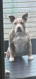 Pocket bully, Rabiës (hondsdolheid), Overige rassen, 1 tot 2 jaar, Teef