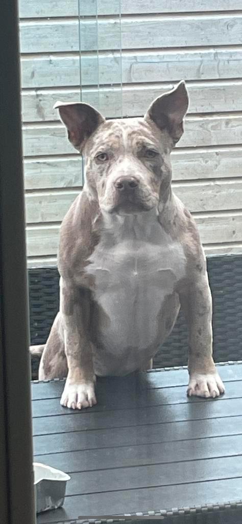 Pocket bully, Dieren en Toebehoren, Honden | Bulldogs, Pinschers en Molossers, Teef, Overige rassen, Particulier, Eén hond, Nederland
