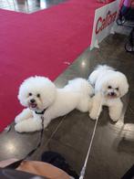 Bichon Frisé Puppies te koop, Dieren en Toebehoren, Honden | Chihuahua's en Gezelschapshonden, Particulier, Rabiës (hondsdolheid)