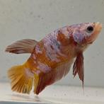 Betta splendens man 21, Dieren en Toebehoren, Vissen | Aquariumvissen, Vis