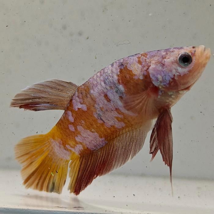 Betta splendens man 21, Dieren en Toebehoren, Vissen | Aquariumvissen, Vis