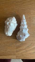 Mooien schelpen, Ophalen of Verzenden, Schelp(en)