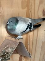 Sierduif, Dieren en Toebehoren, Vogels | Duiven, Vrouwelijk, Tuimelaar of Roller