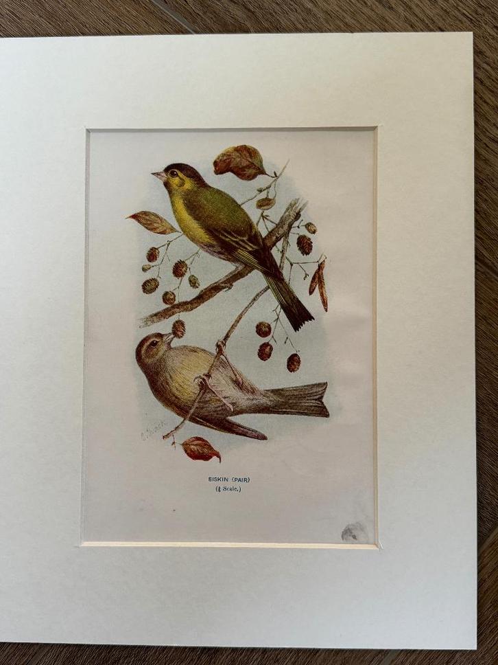 1901 - litho - sijzen/sijs / Siskin(s), Antiek en Kunst, Kunst | Etsen en Gravures, Ophalen of Verzenden