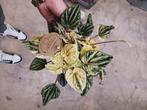 Peperomia Buenos Aires Variegata, Huis en Inrichting, Kamerplanten, Overige soorten, Minder dan 100 cm, Ophalen of Verzenden, Halfschaduw
