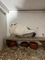 Veleno kropper duivin, Vrouwelijk, Kropper