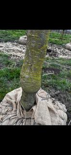 9 jaar jonge laagstam kersenbomen, Tuin en Terras, Ophalen, Zo goed als nieuw