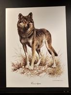 Wolf - Heel veel soorten dieren / vogels aanwezig U zoekt?, 1960 tot 1980, Verzenden, Zo goed als nieuw, Dier