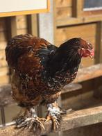 Brahma Haan, Dieren en Toebehoren, Pluimvee, Mannelijk, Kip