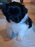Shiranian pups (F1b)(shih tzu x shih tzu/pomeriaan), Overige rassen, 8 tot 15 weken, Meerdere, Meerdere dieren