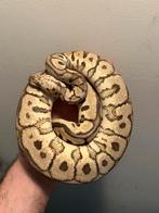 1.0 Spotnose Orange dream Pastel Clown PB, Dieren en Toebehoren, Slang, Tam, 3 tot 6 jaar