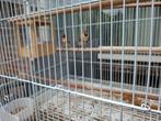 Majoor Putters, Meerdere dieren, Wildzangvogel